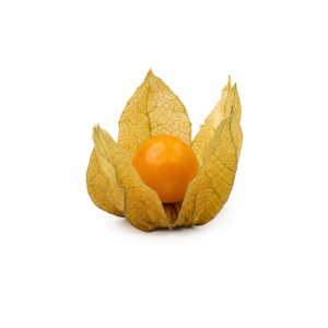Physalis