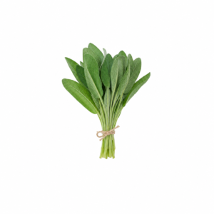 Salvia