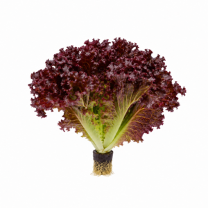 Alface Roxa Hidroponico