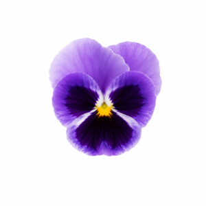 Flor Comestivel