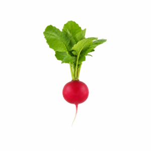 Rabanete